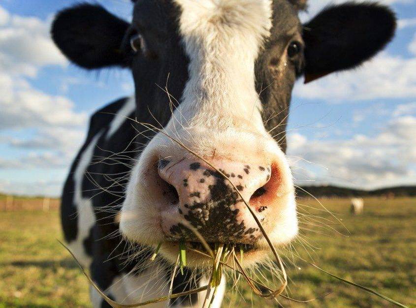 <span style="font-weight: bold;">Корма для КРС</span>